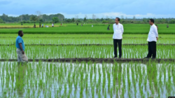 Aktivis Papua Mengadukan Proyek Satu Juta Hektar Sawah di Merauke