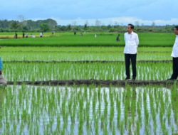 Aktivis Papua Mengadukan Proyek Satu Juta Hektar Sawah di Merauke