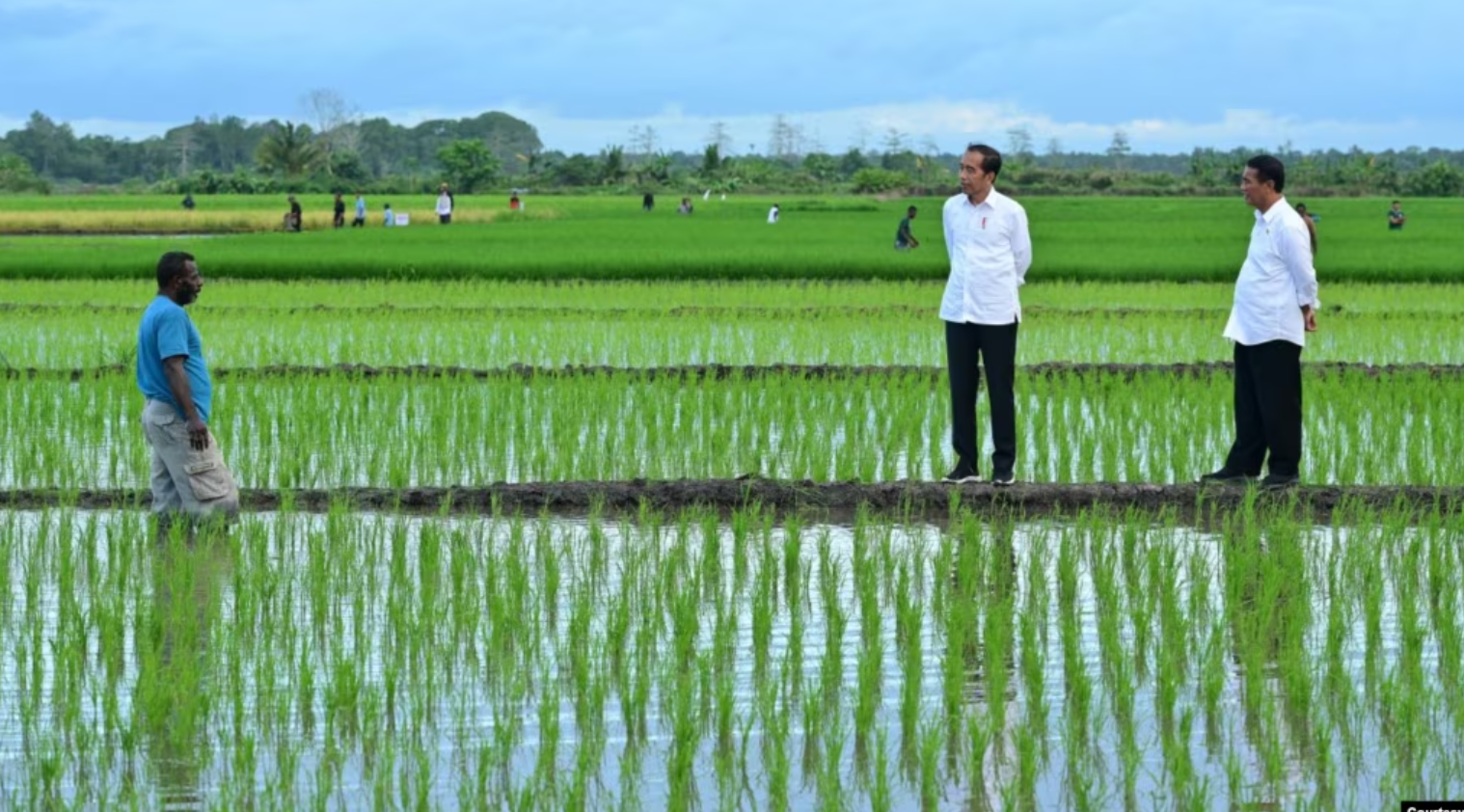 Aktivis Papua Mengadukan Proyek Satu Juta Hektar Sawah di Merauke