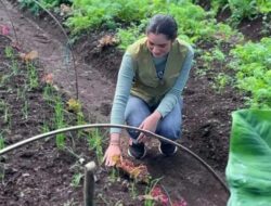 Membangun Pertanian Organik Berbasis Konservasi Hutan & Lingkungan