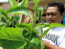 Manfaat Daun Insulin bagi Penderita Diabetes: Fakta Terbaru