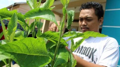 Manfaat Daun Insulin: Solusi Alami bagi Penderita Diabetes