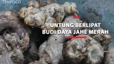 Perbedaan Jahe Merah dan Jahe Biasa: Info Penting!
