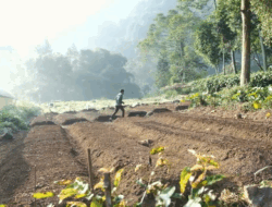 Peringatan Ulang Tahun ke-1 Yayasan Paseban: Menanam 17000 Pohon Demi Bumi
