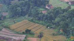 Andy Utama: Sawah Lestari Adalah Pondasi Ketahanan Pangan