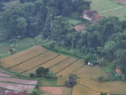 Andy Utama: Sawah Lestari Adalah Pondasi Ketahanan Pangan