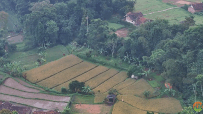 Andy Utama: Sawah Lestari Adalah Pondasi Ketahanan Pangan